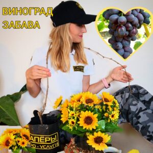 Виноград Забава — саженец ЗКС 50-70см, корнесобственный?✨