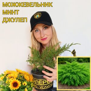 Можжевельник Минт Джулеп (Mint Julep) — саженцы декоративного кустарника ?✨