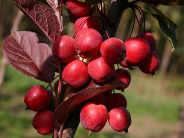 Плакучая яблоня Краснолистная