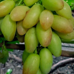 Виноград Кисти Пикассо