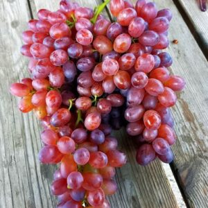 Виноград Андрюша