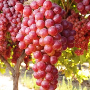 Виноград Виктория саженцы