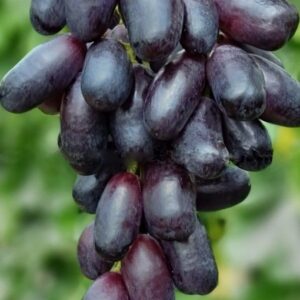 Виноград Графиня купить в питомнике Гостагаевская Анапа