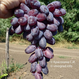 Виноград Каталония