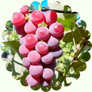 Виноград Лидия