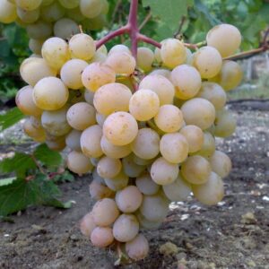 Виноград Мускат Голодрыги