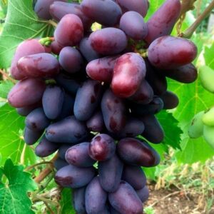 Виноград Киш Миш Найт бьюти