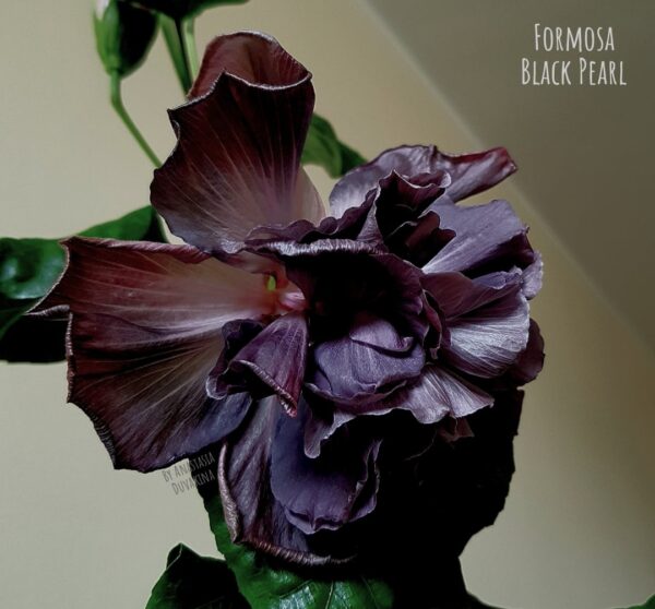Гибискус Formosa Black Pearl