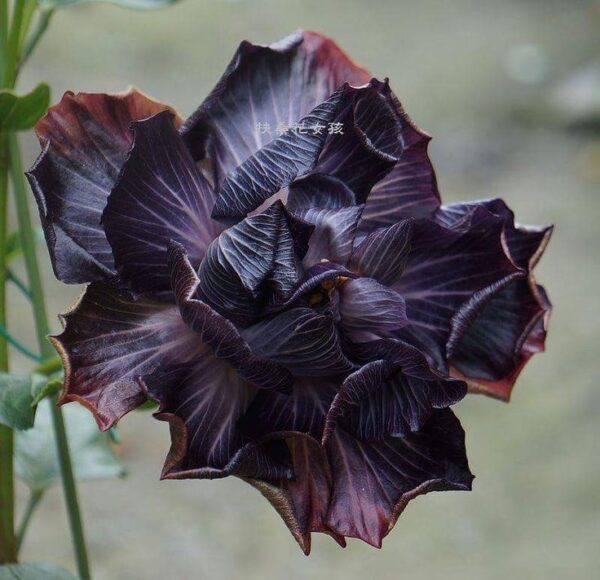 Гибискус Formosa Black Pearl