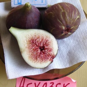Инжир Абхазский Фиолетовый