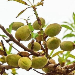 Миндаль Калифорнийский — саженцы 120–150 см, ЗКС — изображение 3