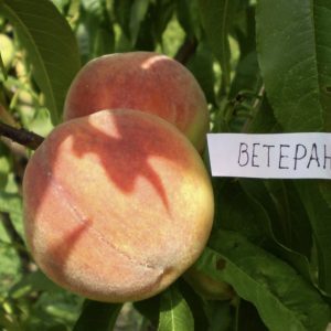 Персик Канадский Ветеран
