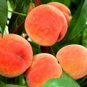 Персик Канадский Харнас