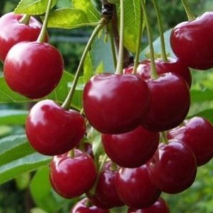 Любская