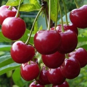 Любская