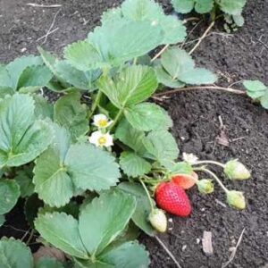 Клубника Маджестик (5 Шт)