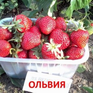 Клубника Ольвия (5 Шт