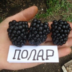 Ежевика Полар