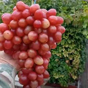 Виноград Роза Красная