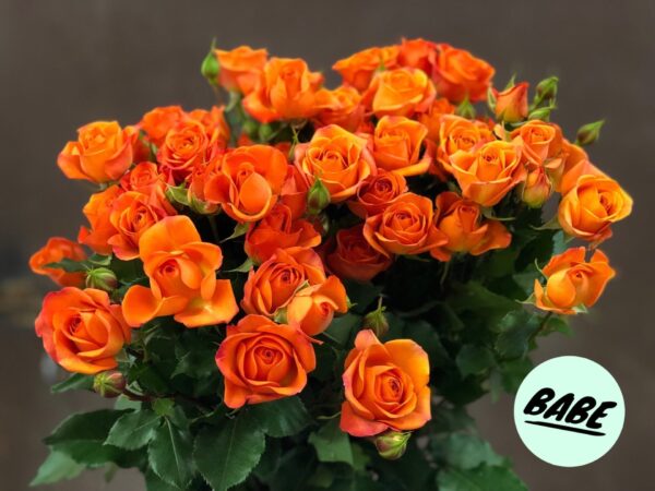 Роза Беби Оранж букет