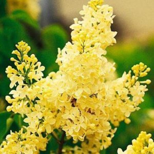 Сирень Примроуз(Primrose