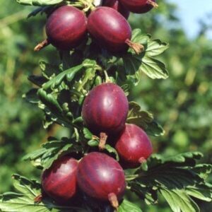Крыжовник Сириус саженец