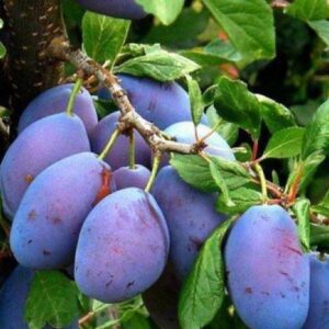 Слива Валор саженцы купить Анапа