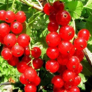 Смородина Дарница красная саженец