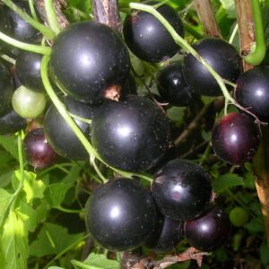 Смородина Дачница черная саженец