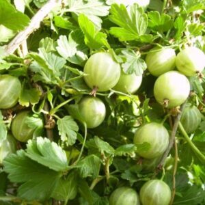 Крыжовник Уральский бесшипный
