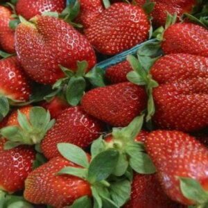 Клубника Фестивальная (5 Шт)