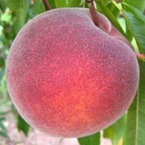 Персик Флеминг Фьюри