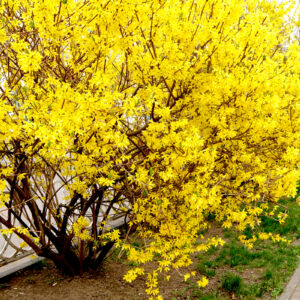 Форзиция Forsythia Intermedia