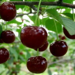 Вишня Шалунья ГостагаевскаяШалунья