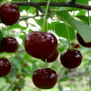 Вишня Шалунья ГостагаевскаяШалунья