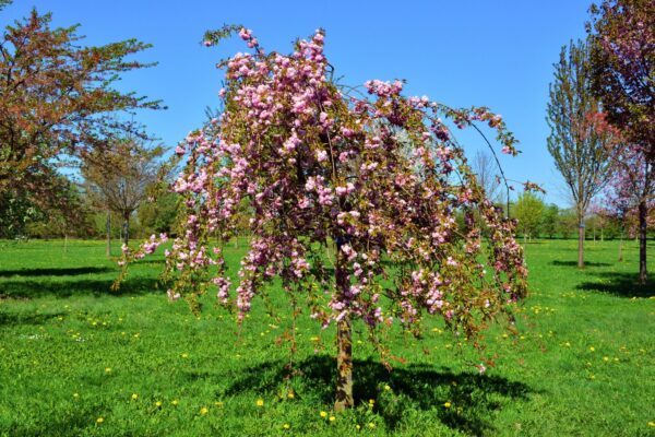 Яблоня Плакучая Роялти саженец