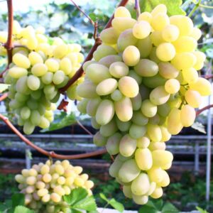 виноград анастасия аркадия