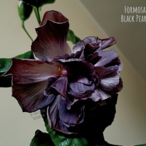 Гибискус Formosa Black Pearl