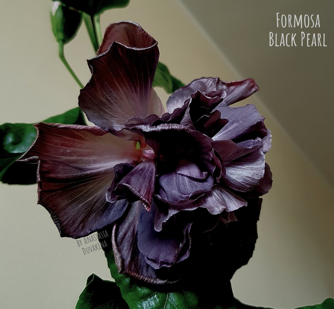 Гибискус Formosa Black Pearl