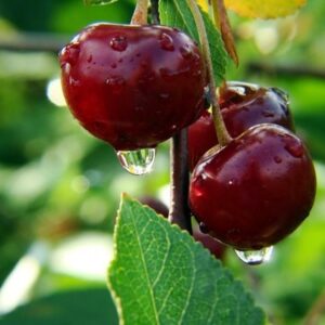 жуковская вишня саженцы
