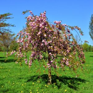 Яблоня Плакучая Китайская