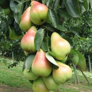 Груша Декора колоновидная купить в Анапе