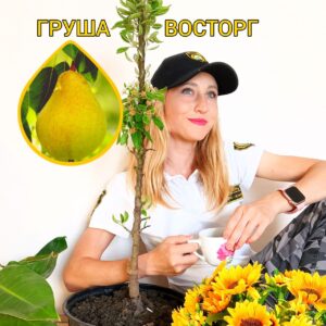Саженец груши Восторг в контейнере от Сапёры Агро
