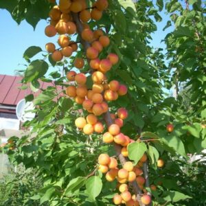 Абрикос Голд колоновидный