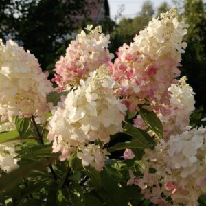 Гортензия метельчатая Пинк Леди (Pink Lady) фото цветков
