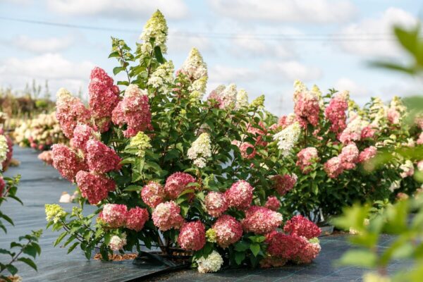 Гортензия метельчатая Фрэйз Мельба (Fraise Melba) — изображение 2