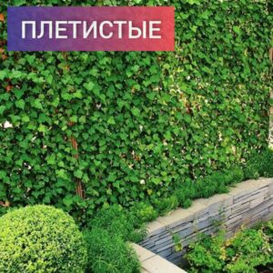 Плетичтые
