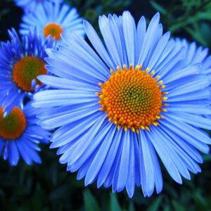 Астра Альпийская Aster Alpinus Blue