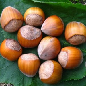 Фундук Кубань саженец