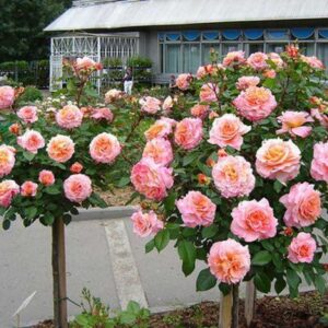 Роза штамбовая Августа Луиза (Augusta Luise)?ЗКС 1,30-2 метров